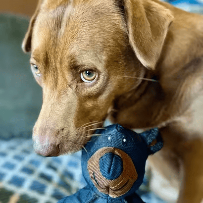 🐕‍🦺2025 Neuer Unbreakaa-Bär für starke Kauer🐾